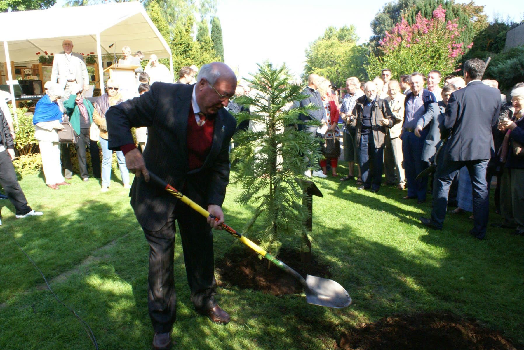 la plantation de l'arbre